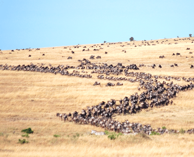 Serengeti Travel z Holiday