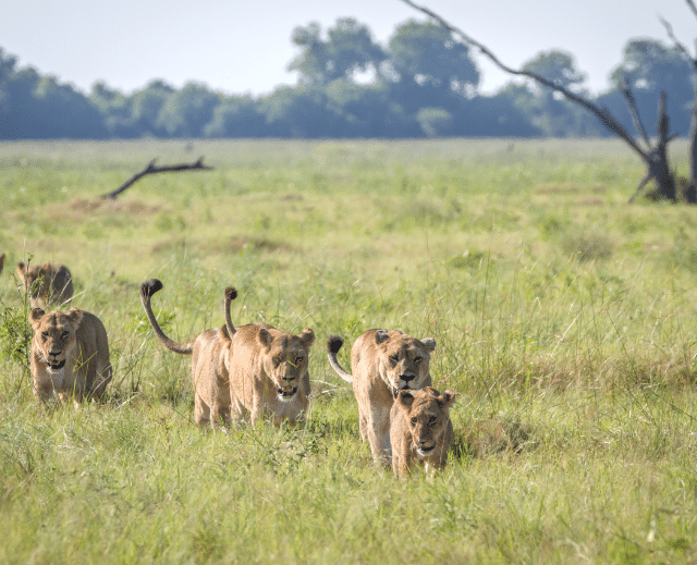 South Luangwa National Park Travel z Holiday
