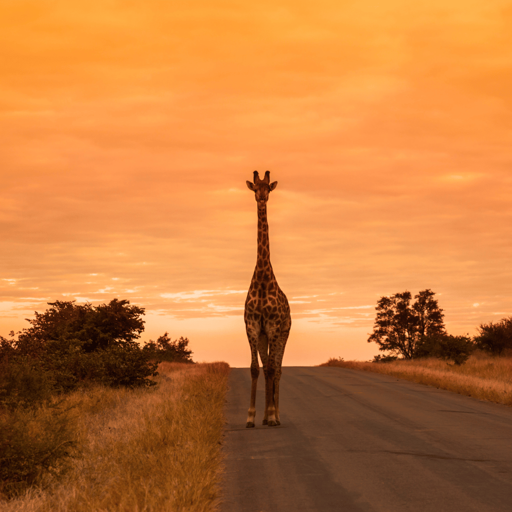 South African Safaris