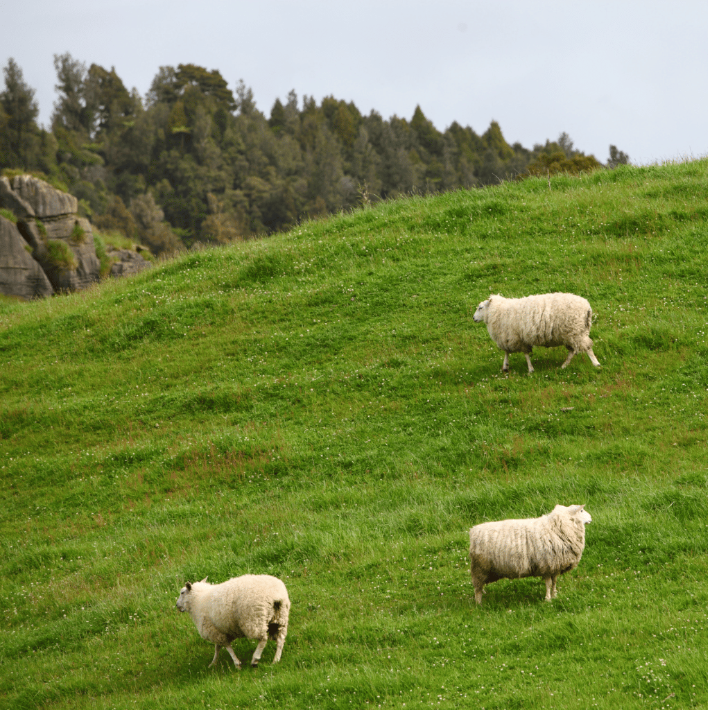 New Zealand Sheep